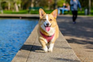 adding human food to pets diet