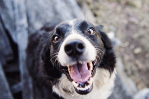 nutrition and dog behavior