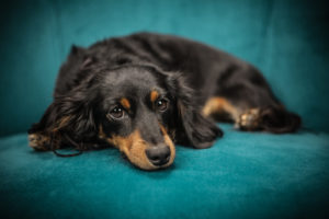 choosing the right pet food