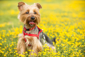 food safety when preparing pet food