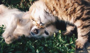 pet nutritionist