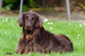 cancer causing compounds in pet food