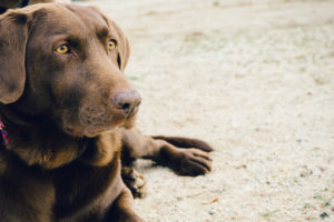 toxic foods for dogs
