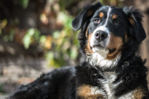 balanced diet for pets