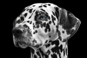 natural pet nutrition