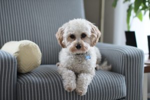 vegetables for pets