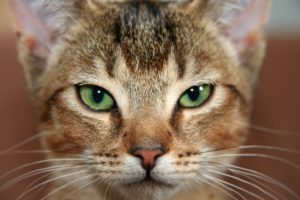 vegan pet food