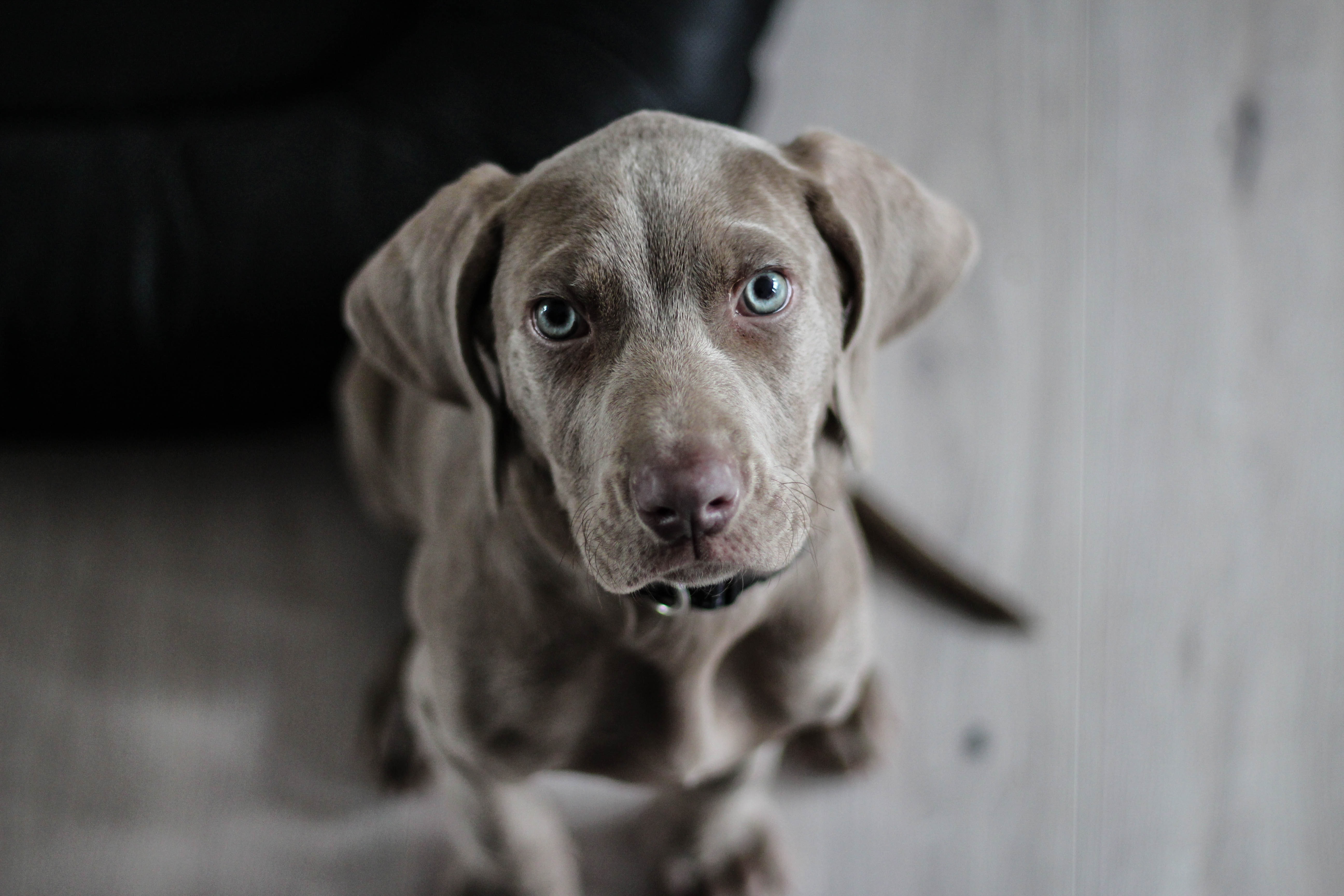 history of pet food
