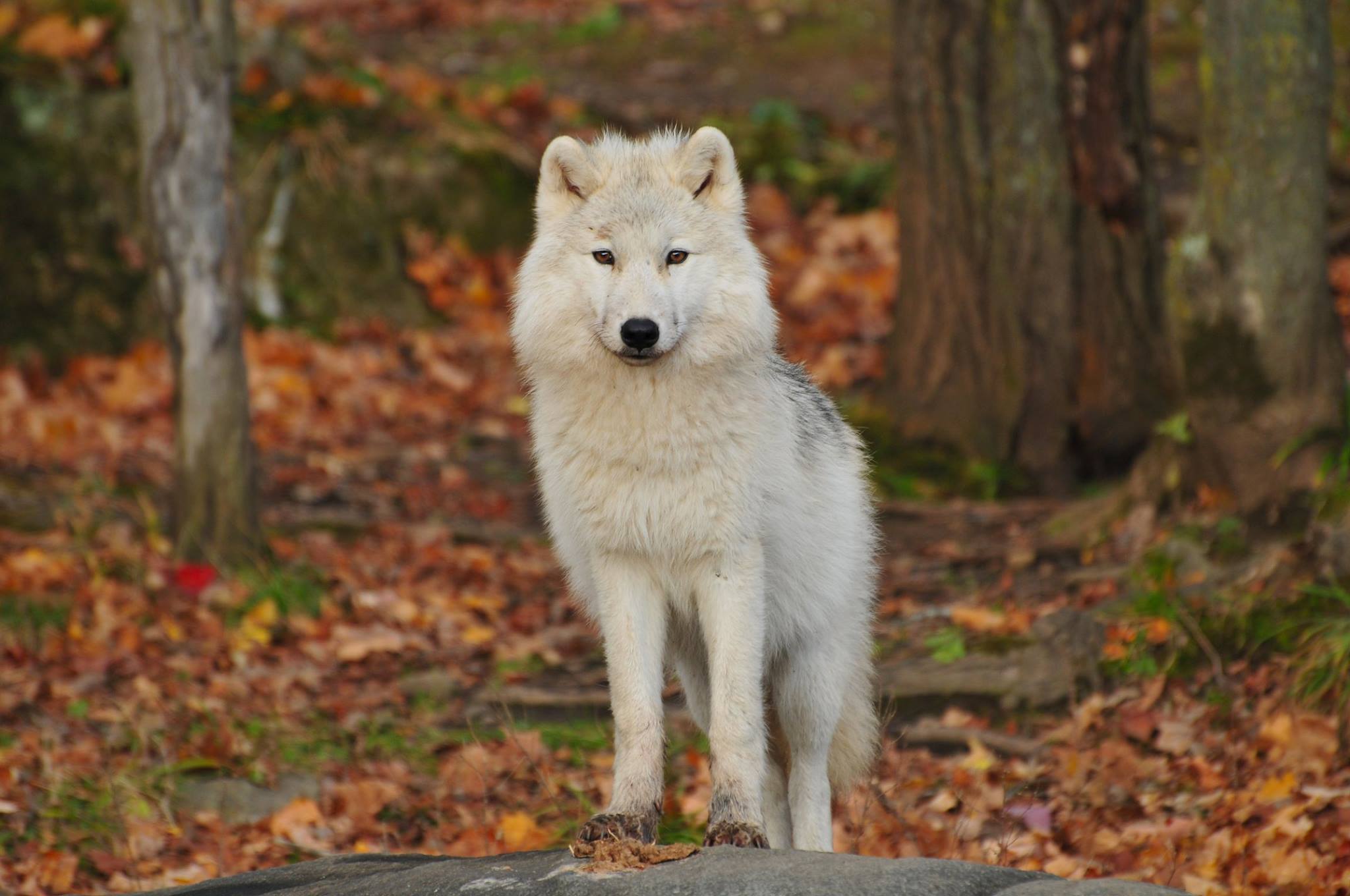 is the dog really a wolf