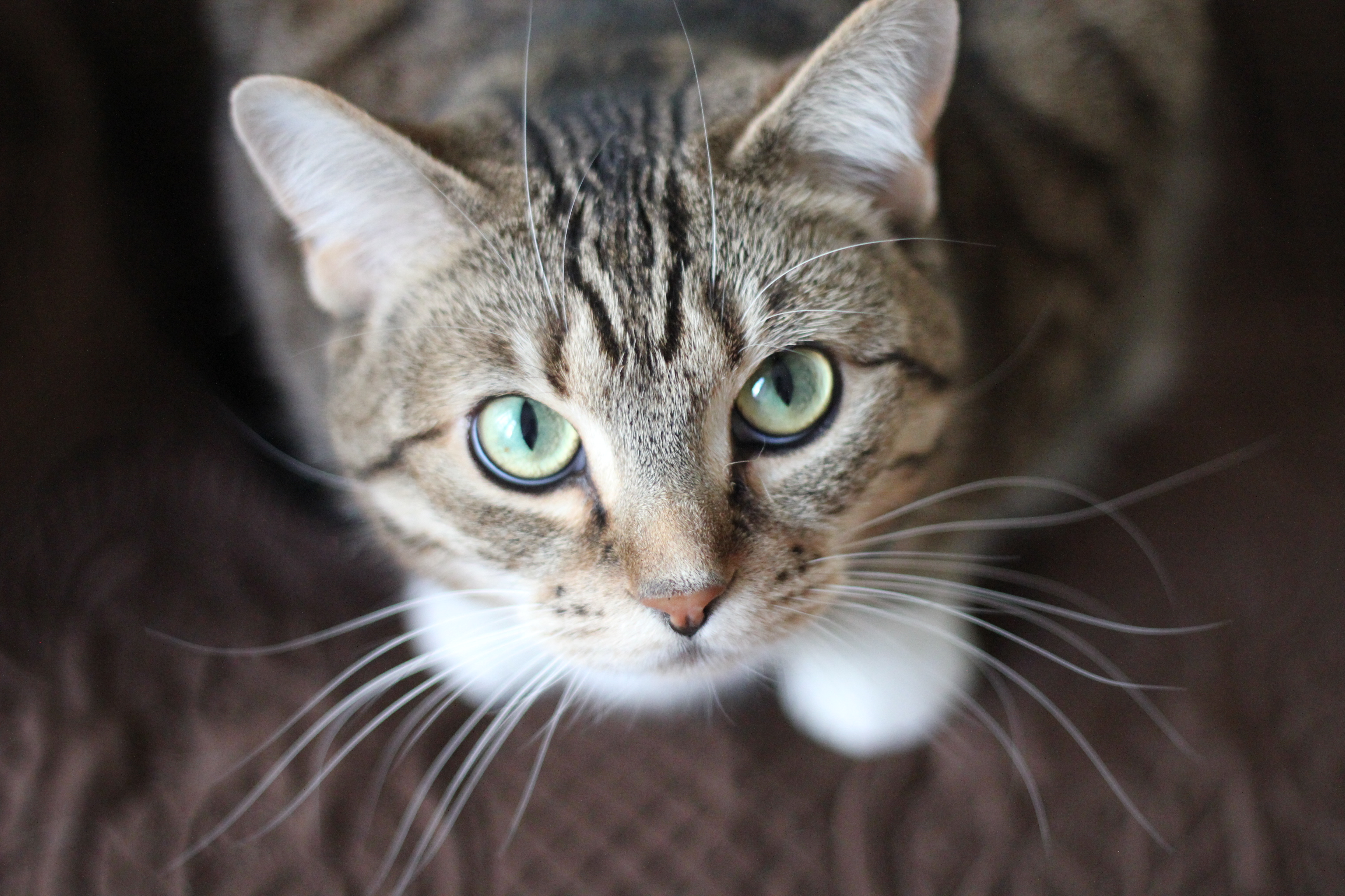 nutrition for cats
